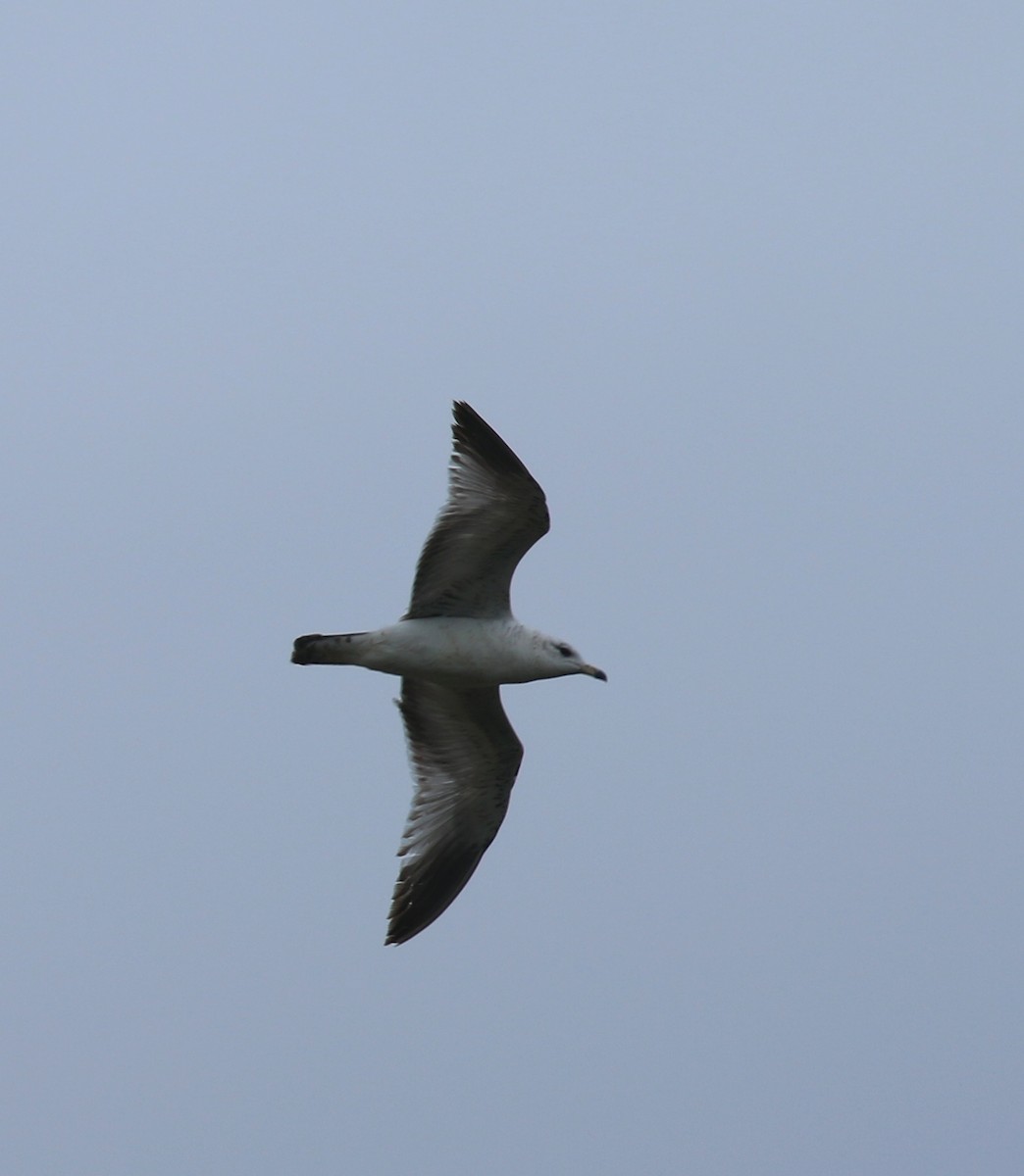 Ring-billed Gull - ML617186545