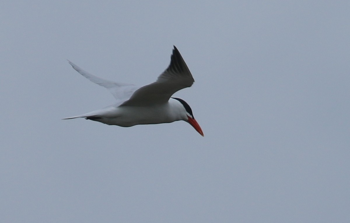 Caspian Tern - ML617186550