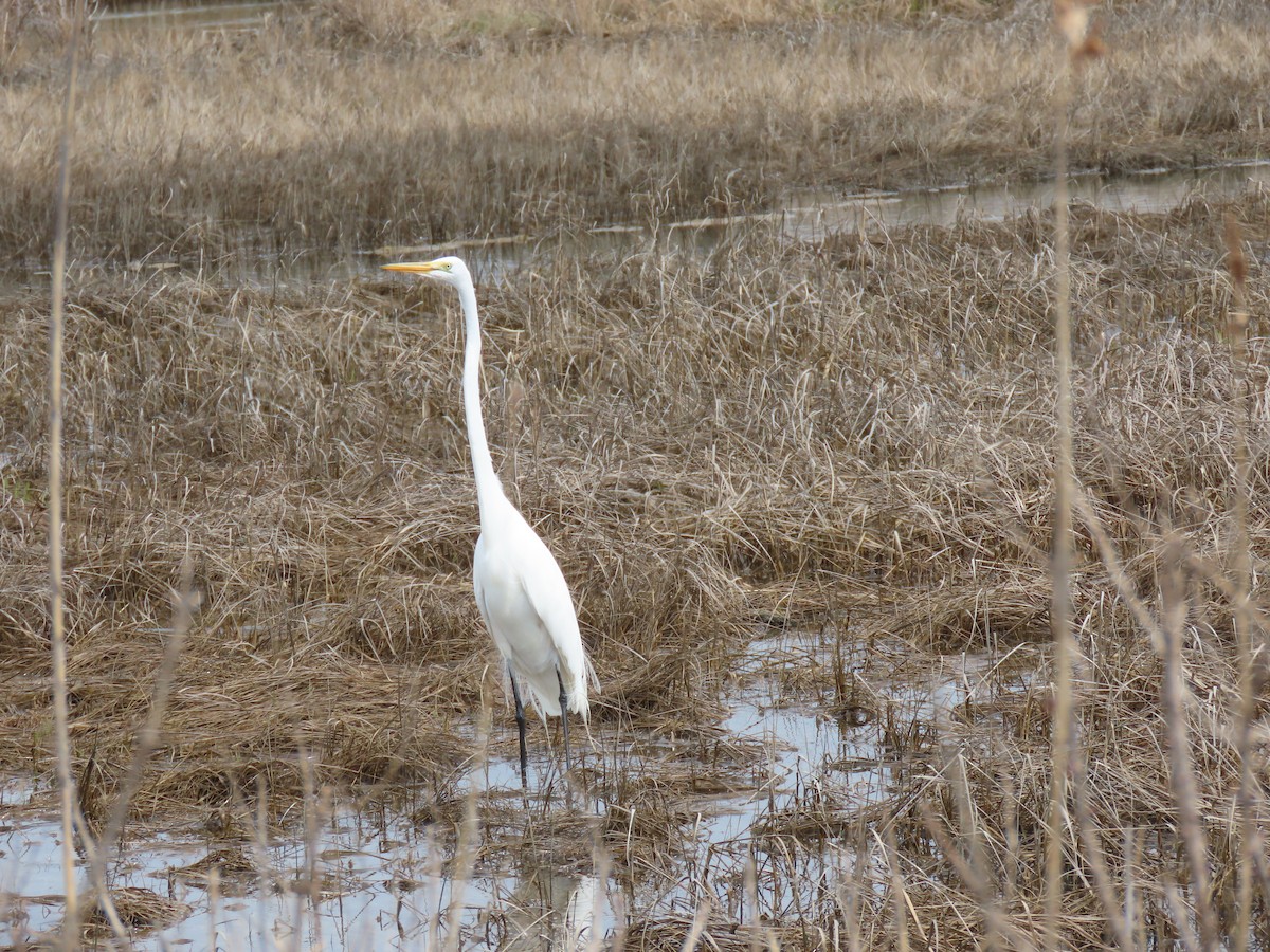 Great Egret - John Gaglione