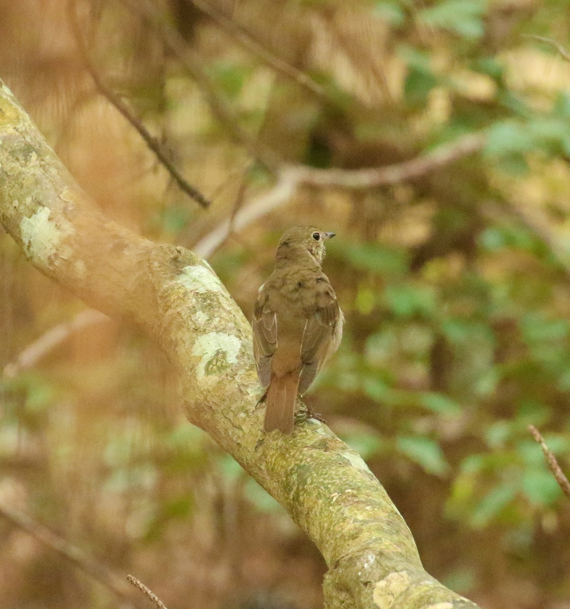 Hermit Thrush - ML617186580
