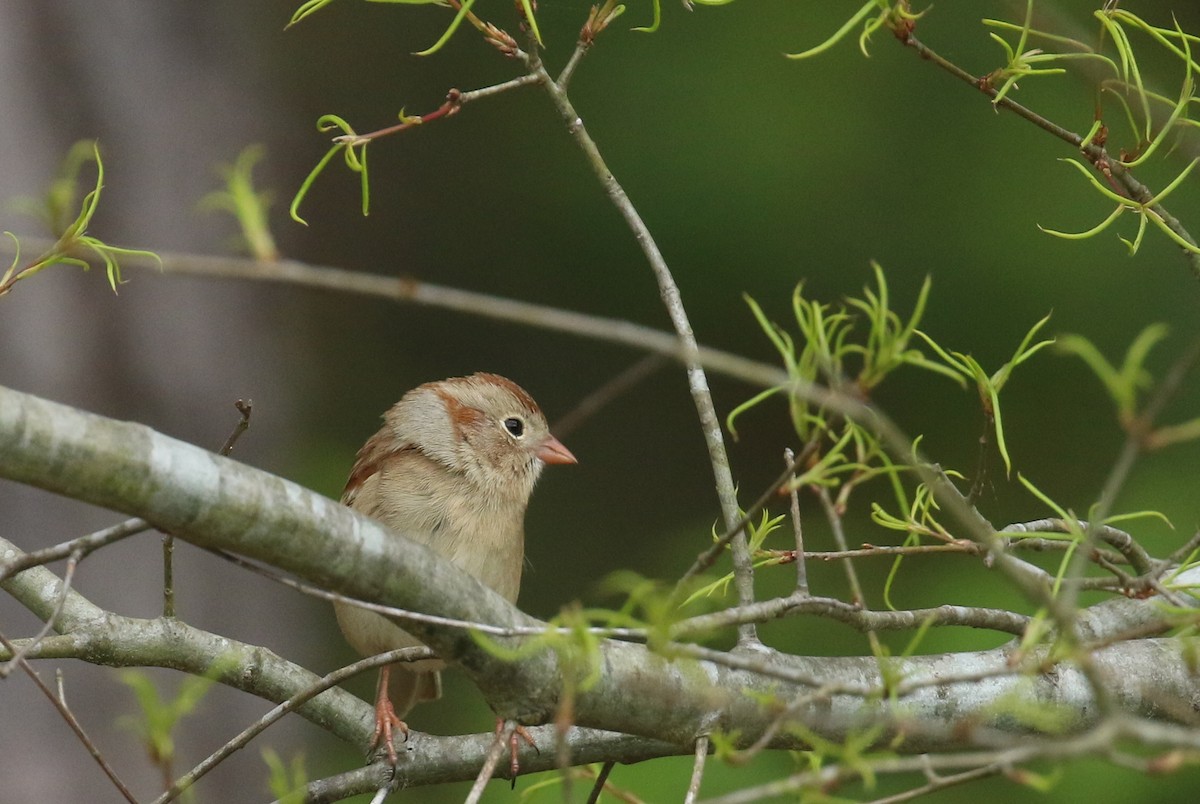 Field Sparrow - ML617186602