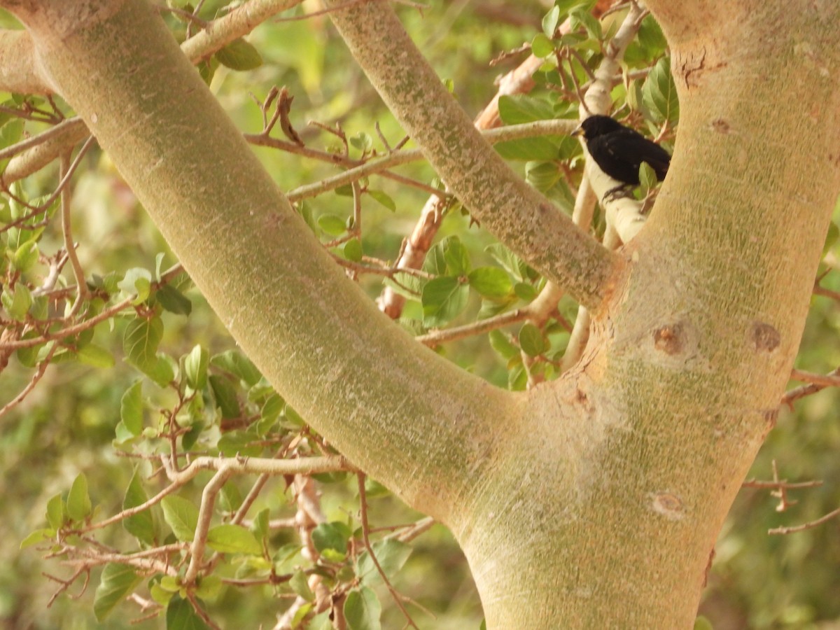 White-billed Buffalo-Weaver - ML617186606