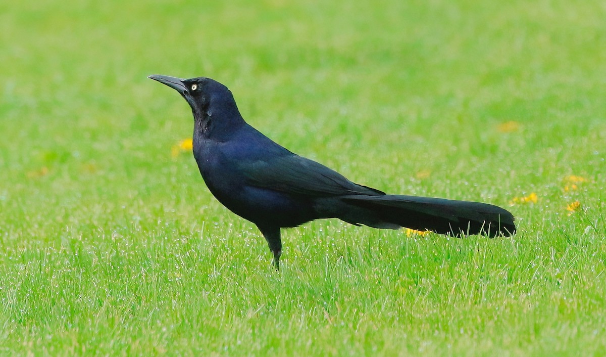 Great-tailed Grackle - ML617186626