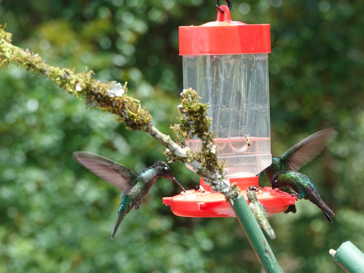 Colibri de la Talamanca - ML617186692