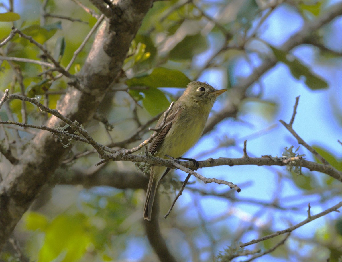 Western Flycatcher - ML617186715