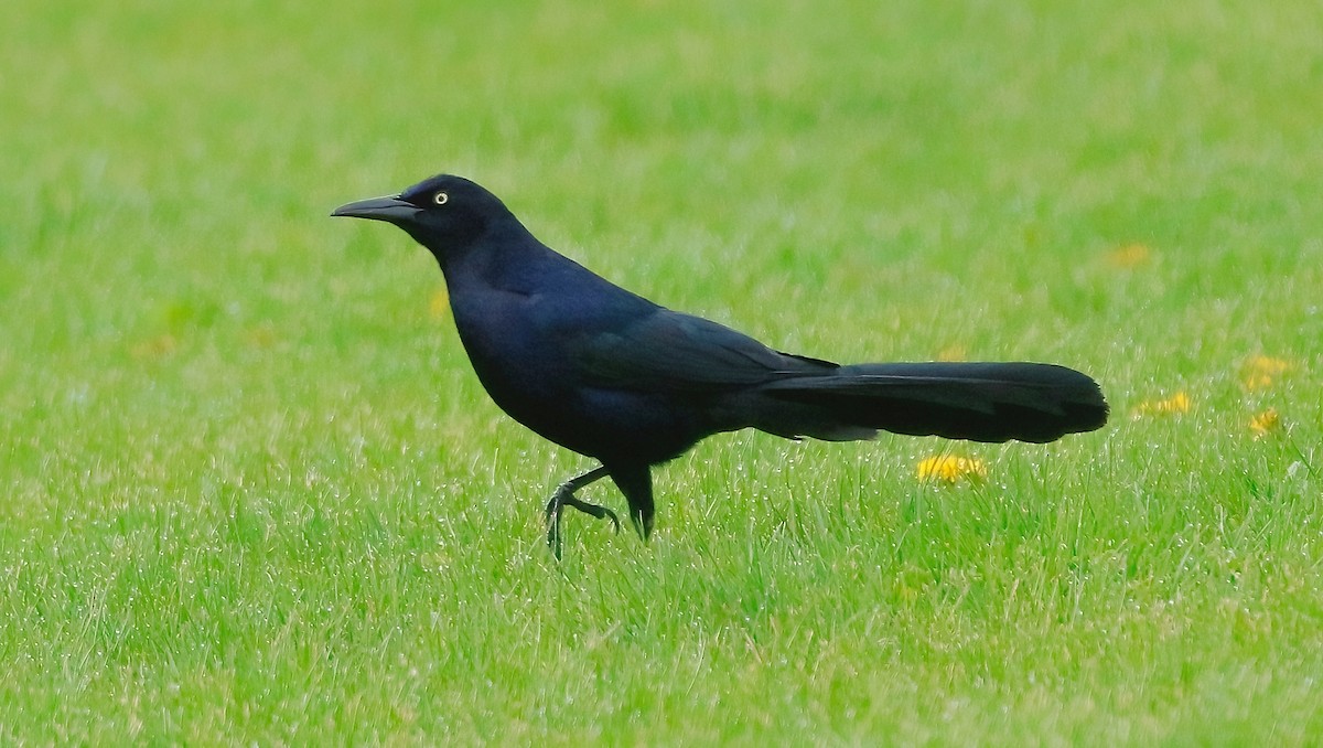 Great-tailed Grackle - ML617186735