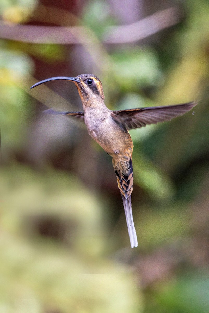 Long-billed Hermit - Sandy & Bob Sipe