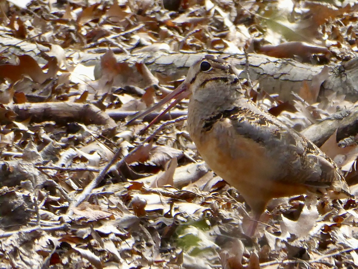 American Woodcock - ML617186760