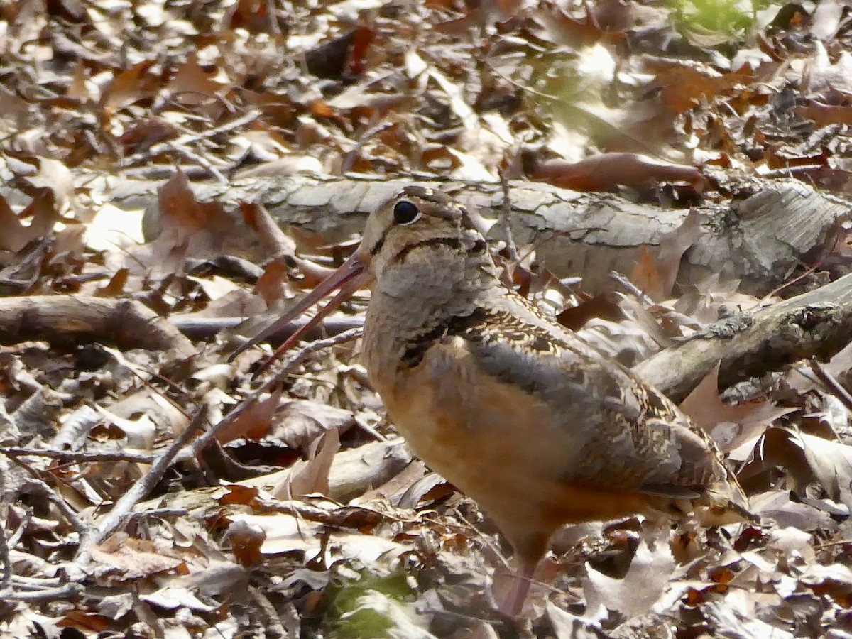 American Woodcock - ML617186761