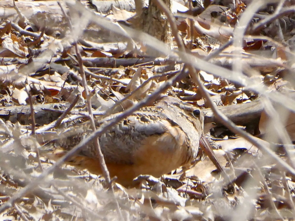 American Woodcock - ML617186762