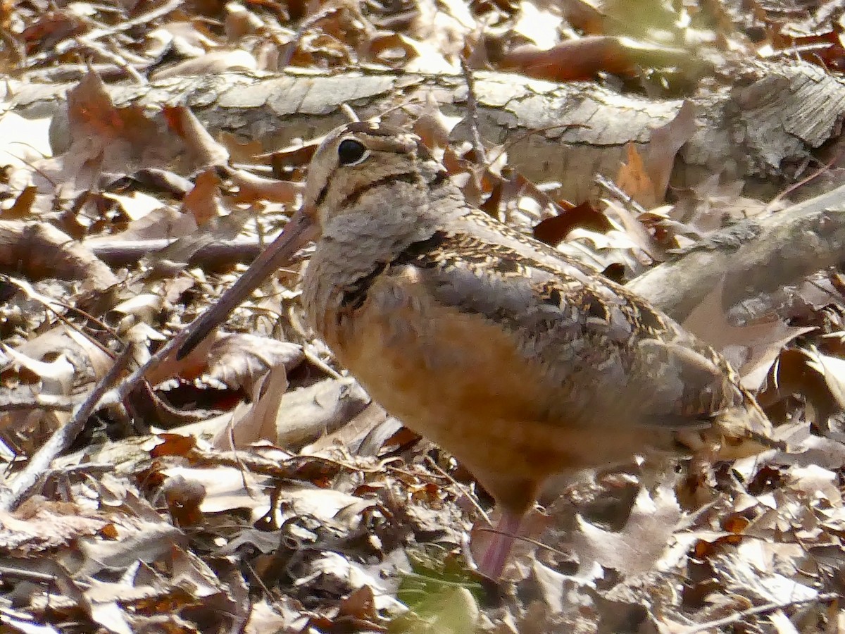 American Woodcock - ML617186763