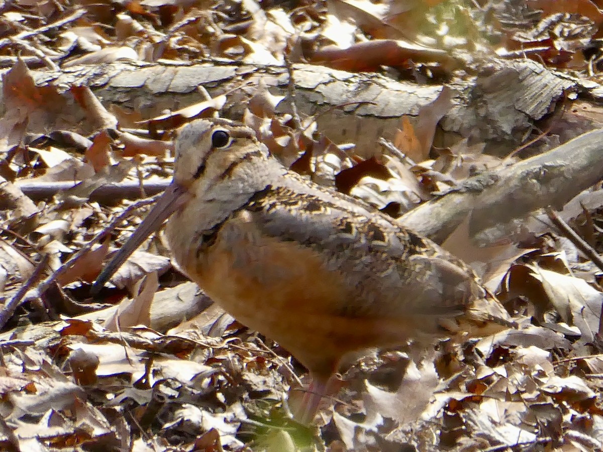 American Woodcock - ML617186764