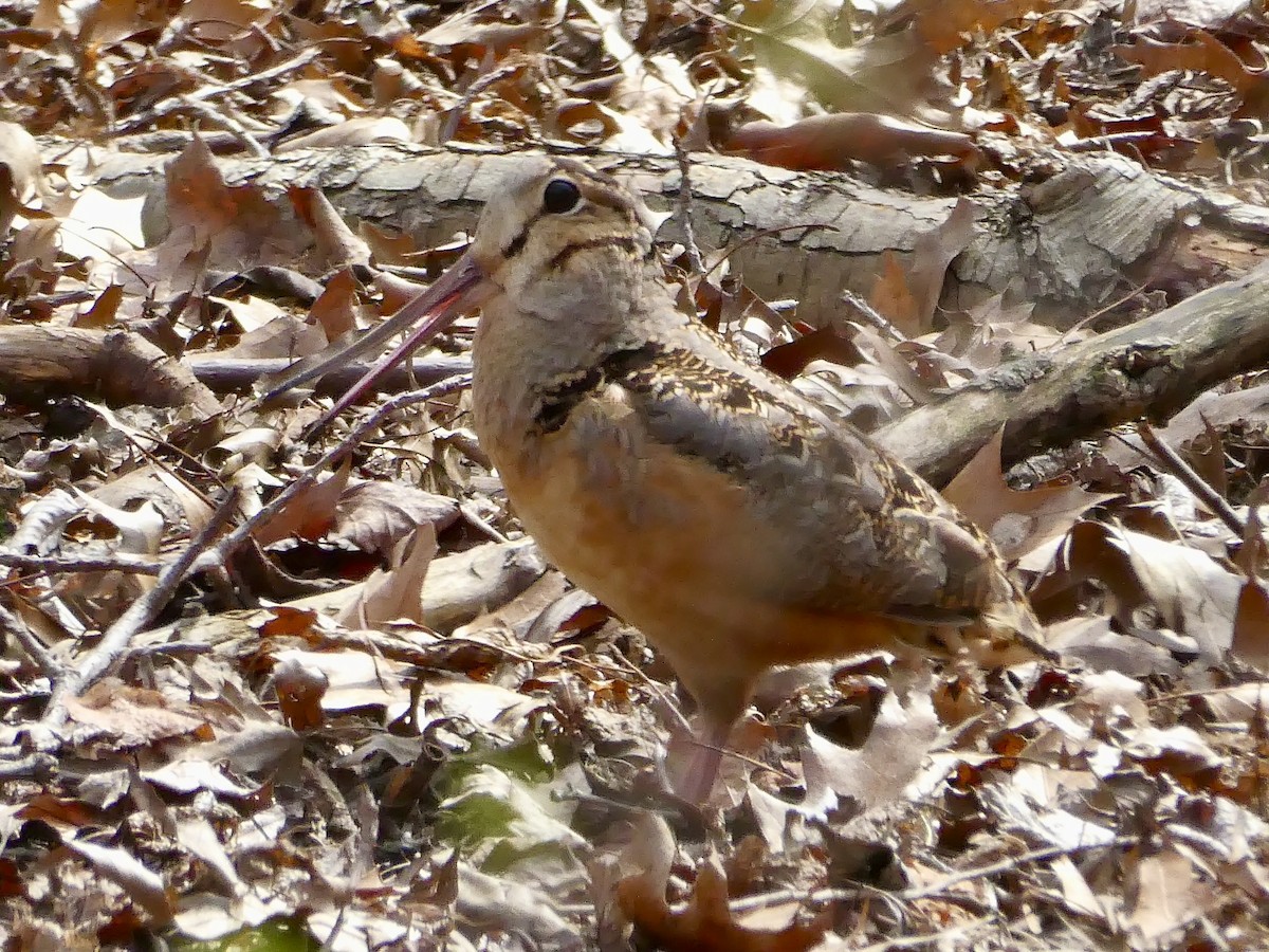 American Woodcock - ML617186765