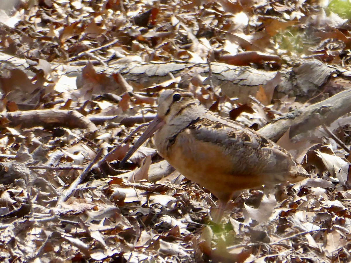 American Woodcock - ML617186766