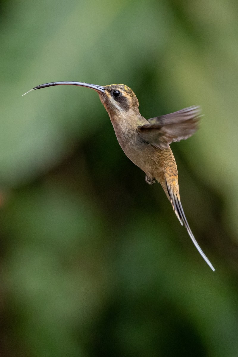 Long-billed Hermit - Sandy & Bob Sipe