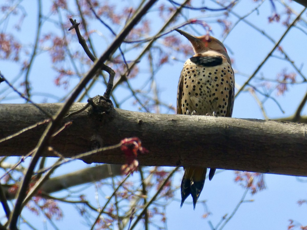 Northern Flicker - ML617186792