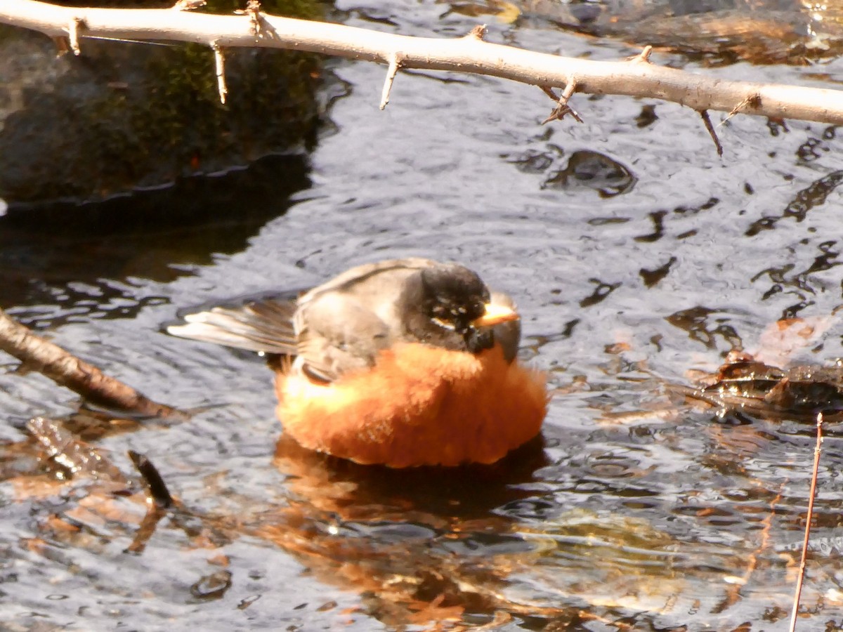 American Robin - ML617186802