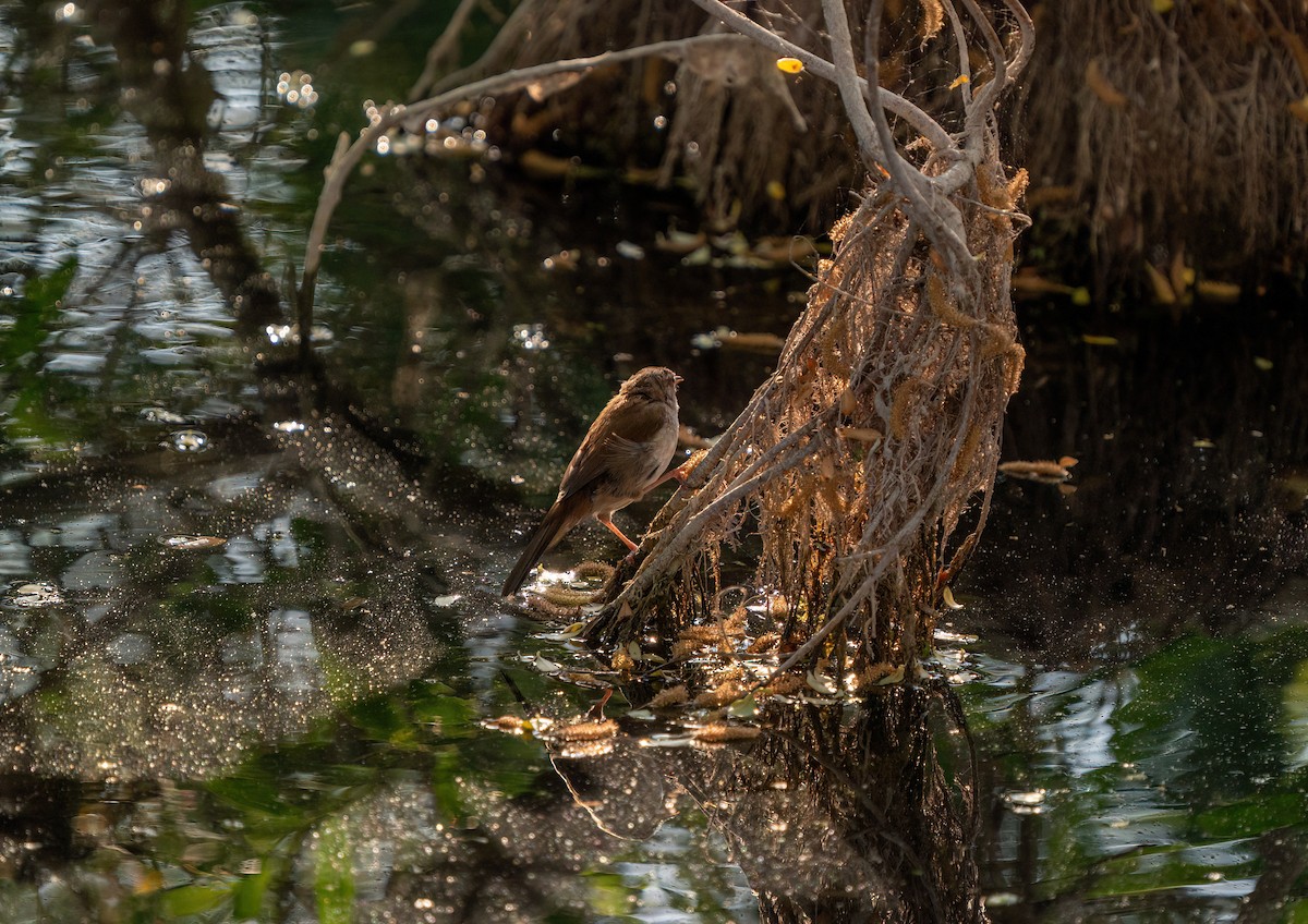 Cetti's Warbler - ML617186808