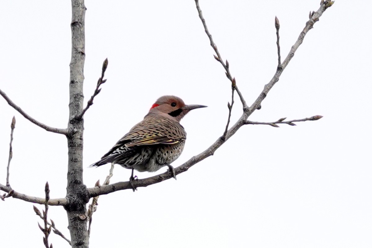 Northern Flicker - Louise Courtemanche 🦅