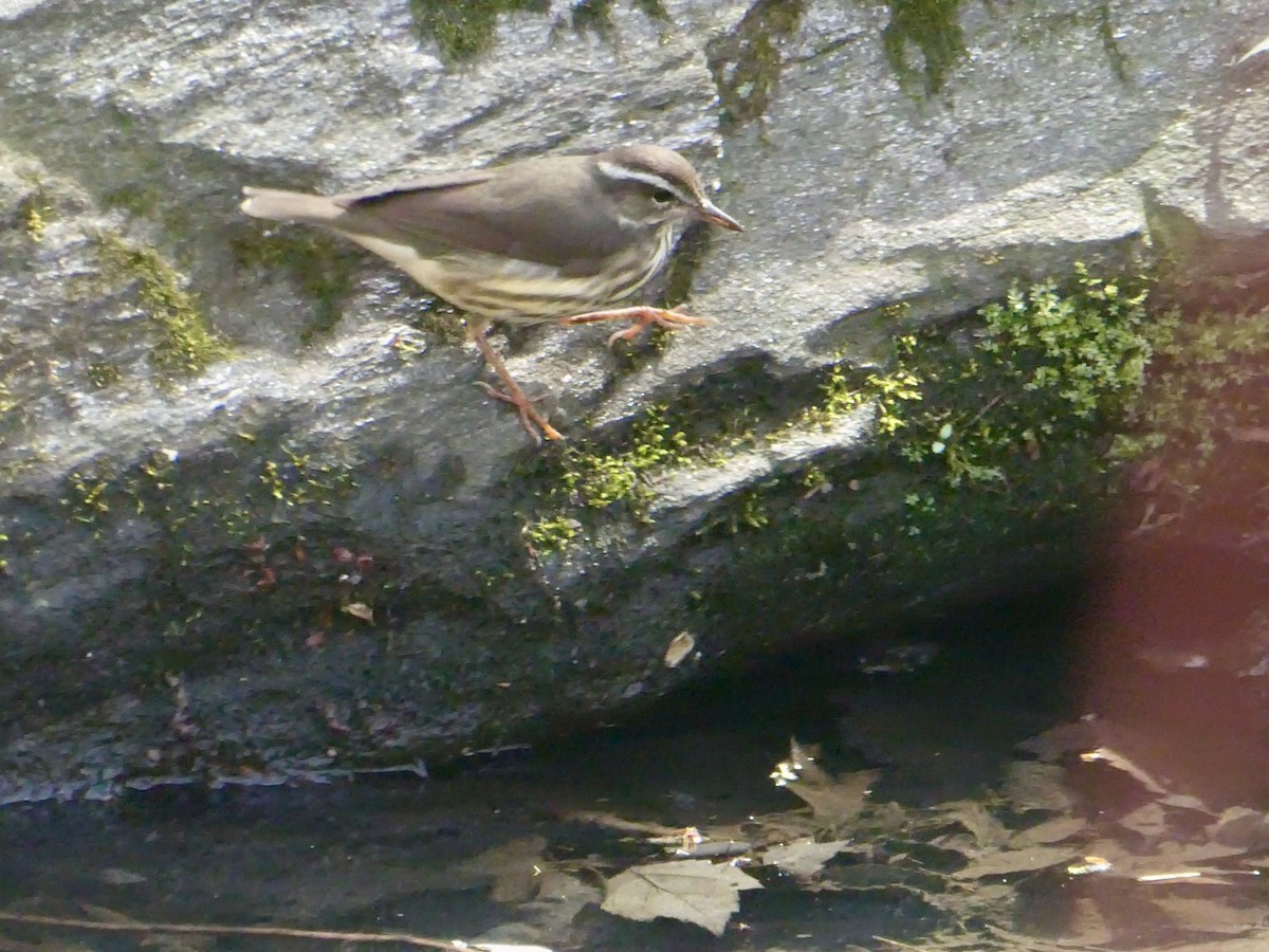 Louisiana Waterthrush - ML617186840