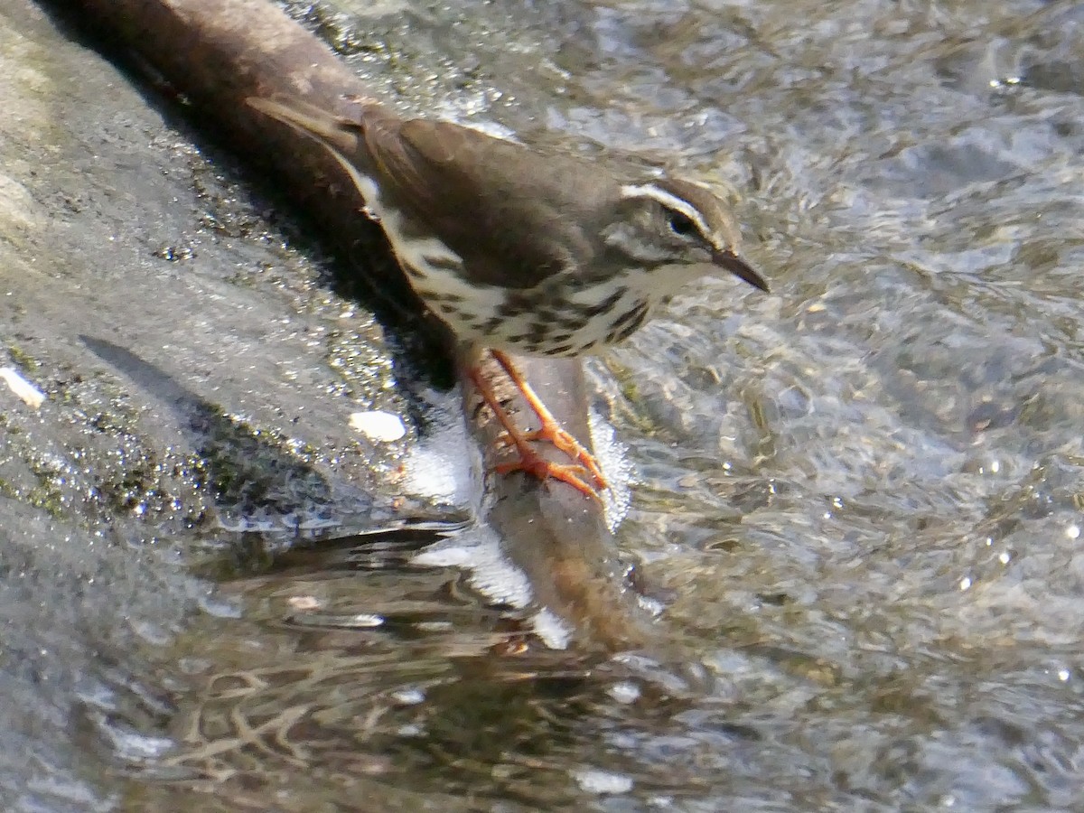 Louisiana Waterthrush - ML617186841