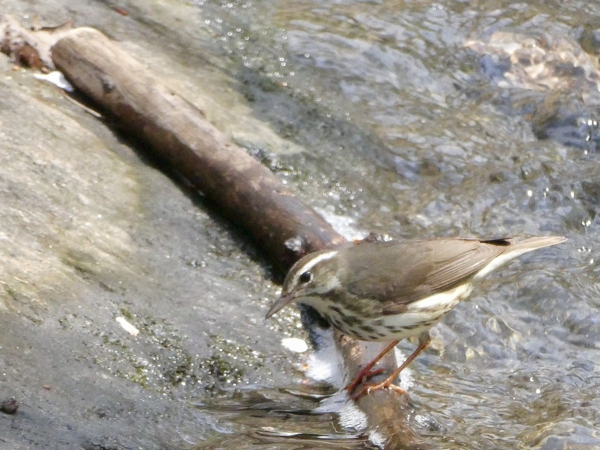 Louisiana Waterthrush - ML617186842