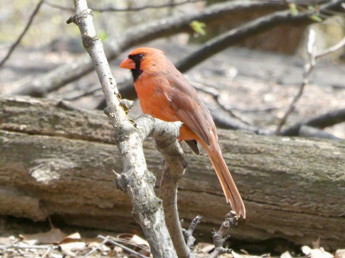 Cardinal rouge - ML617186889