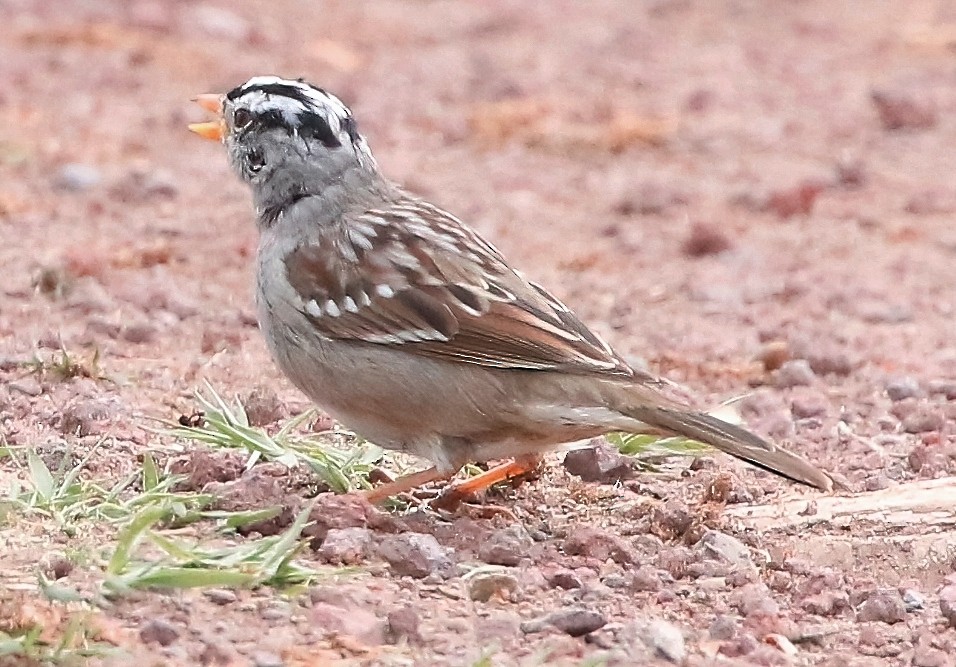 White-crowned Sparrow - Mark  Ludwick