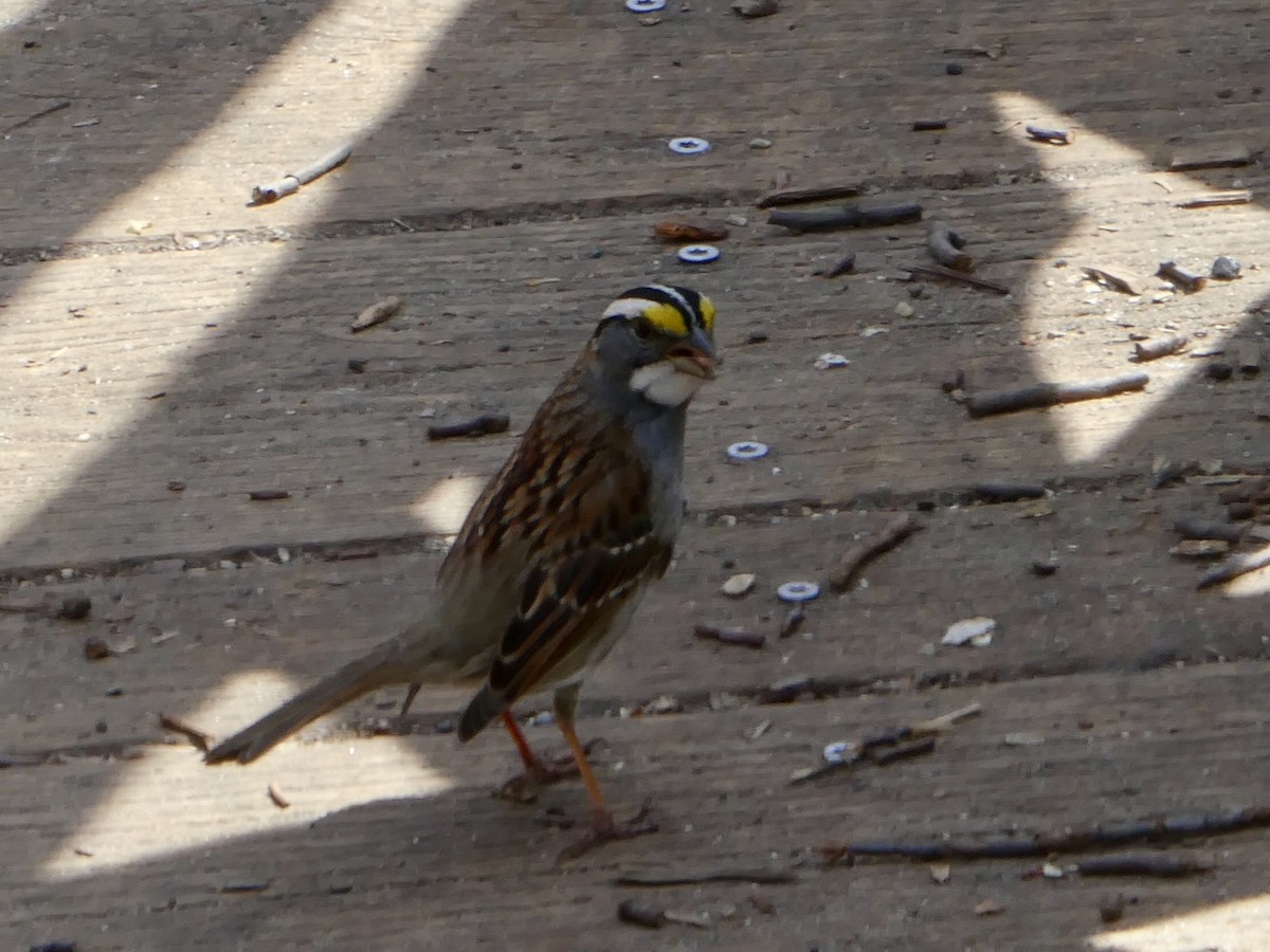 White-throated Sparrow - ML617186899