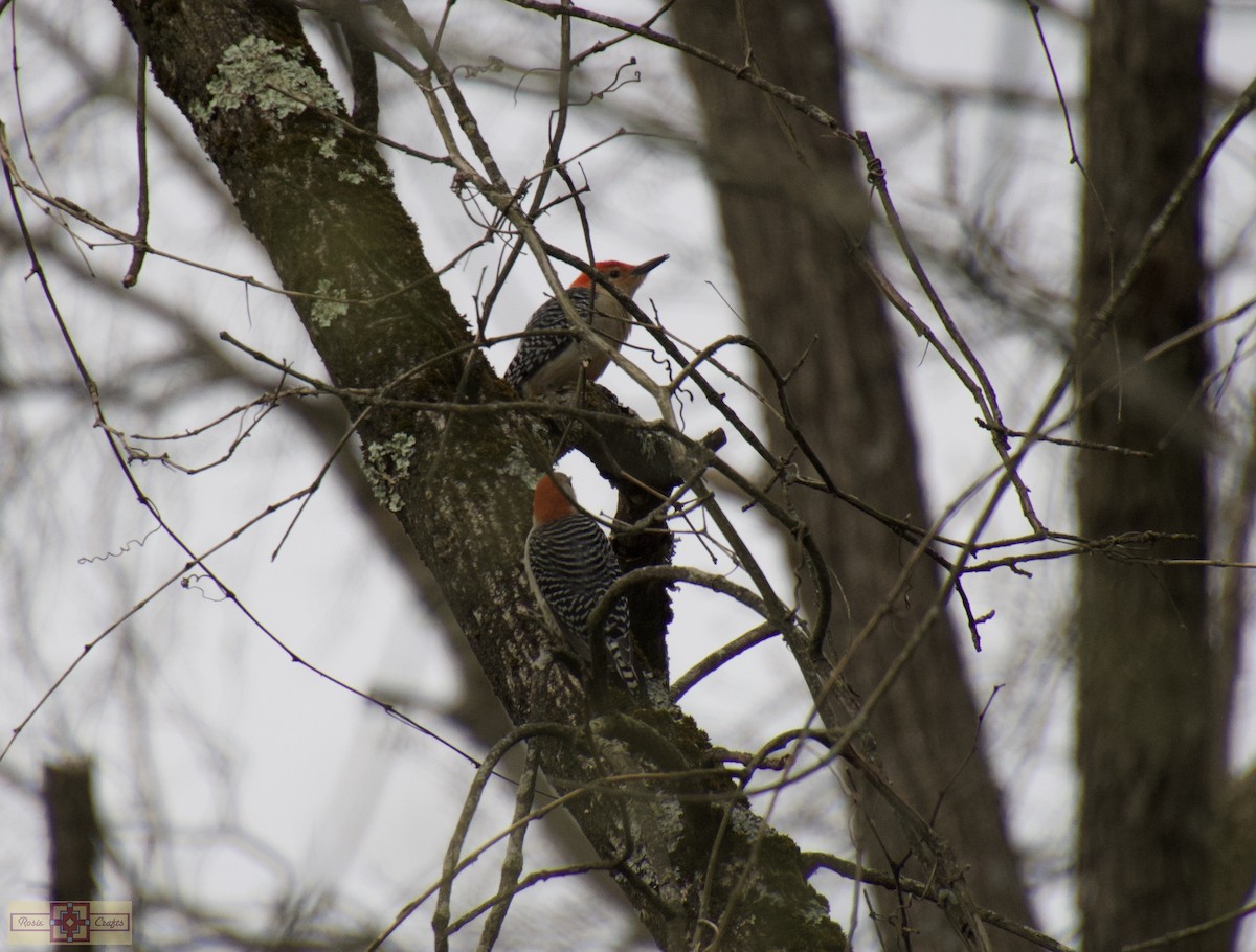 Red-bellied Woodpecker - ML617186918
