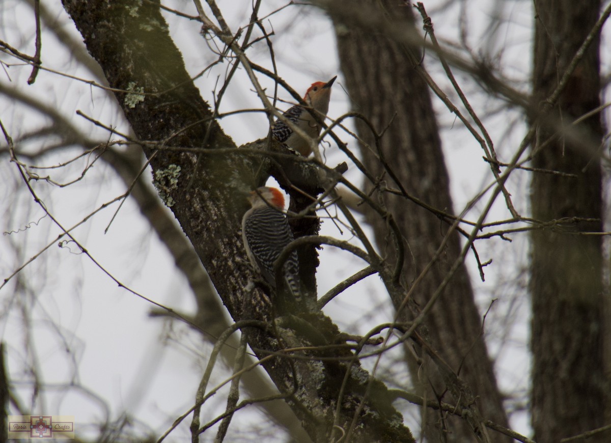 Red-bellied Woodpecker - ML617186922