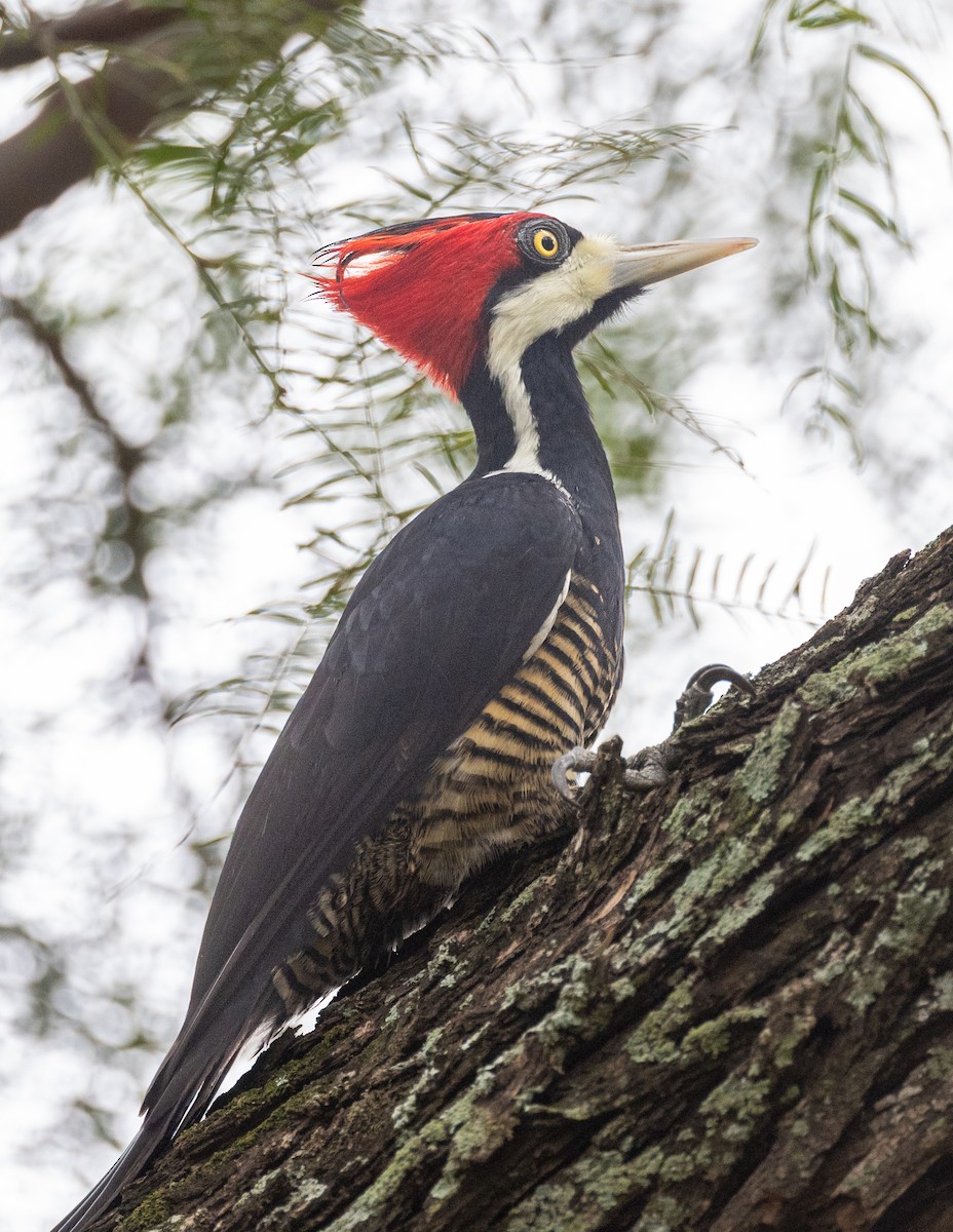 Crimson-crested Woodpecker - Lutz Duerselen