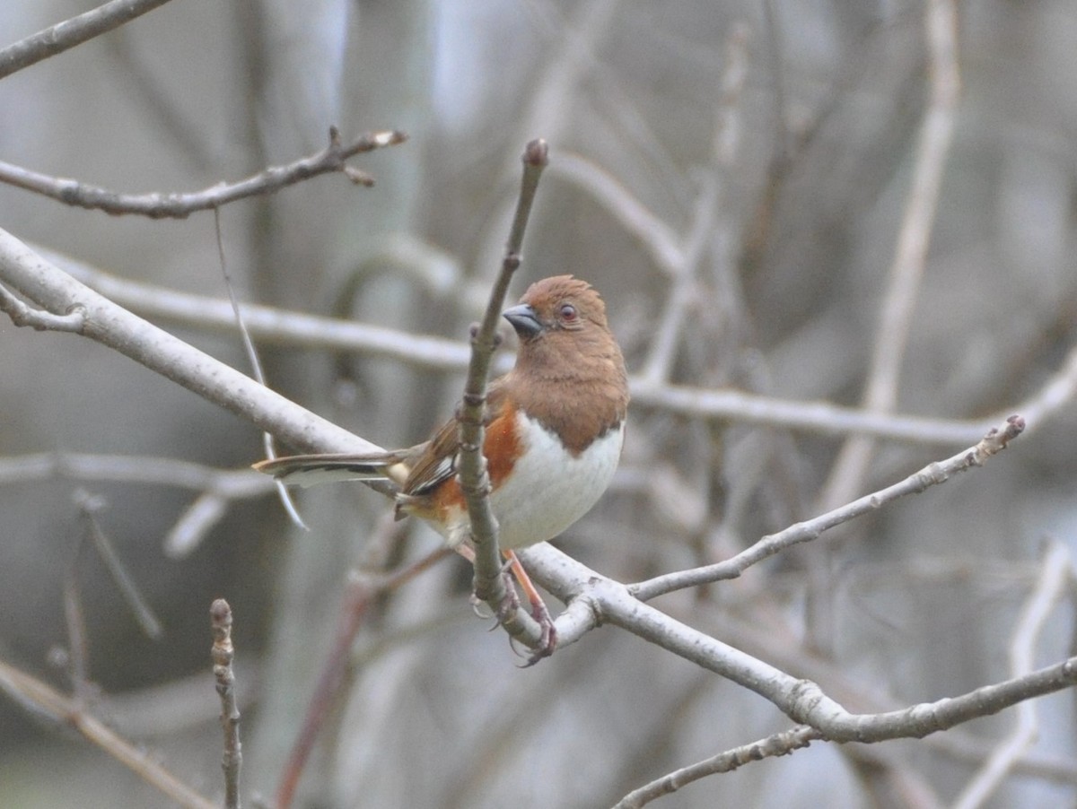 Eastern Towhee - ML617186958