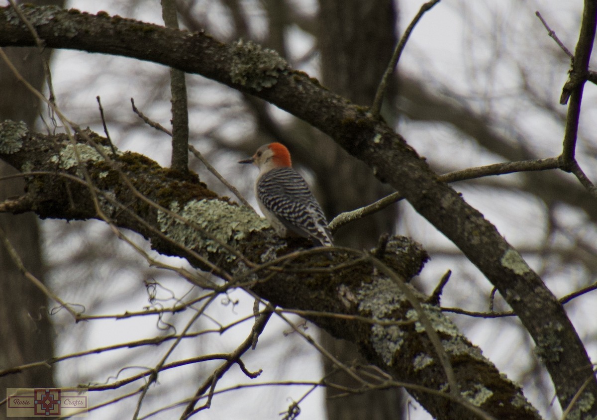 Red-bellied Woodpecker - ML617186962
