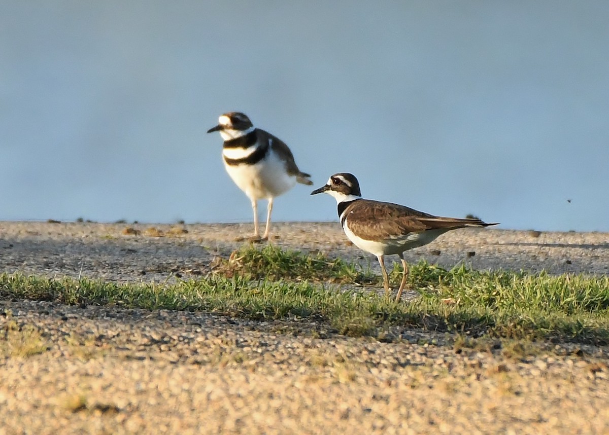 Killdeer - ML617186974