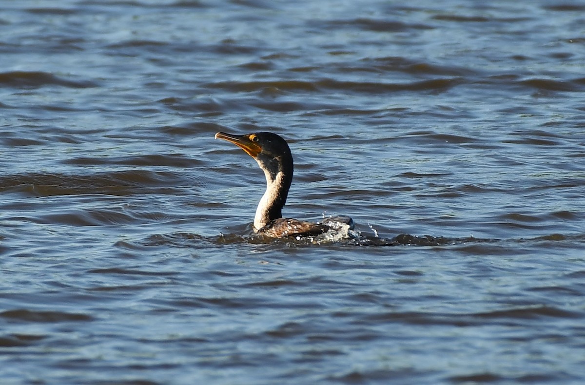 Double-crested Cormorant - ML617186976