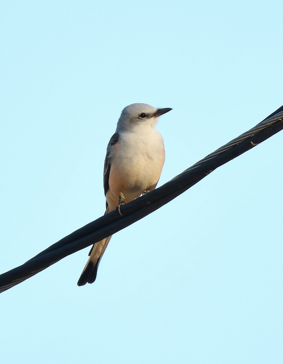 Scissor-tailed Flycatcher - ML617186980