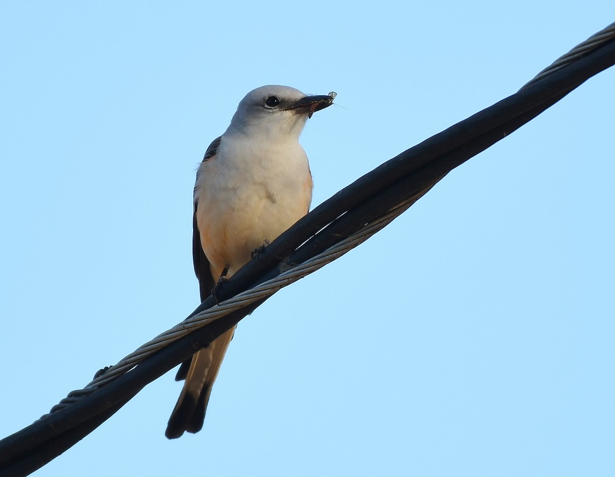 Scissor-tailed Flycatcher - ML617186981