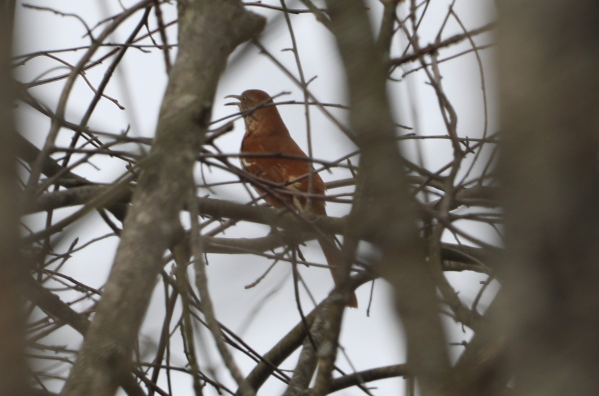 Brown Thrasher - ML617186984