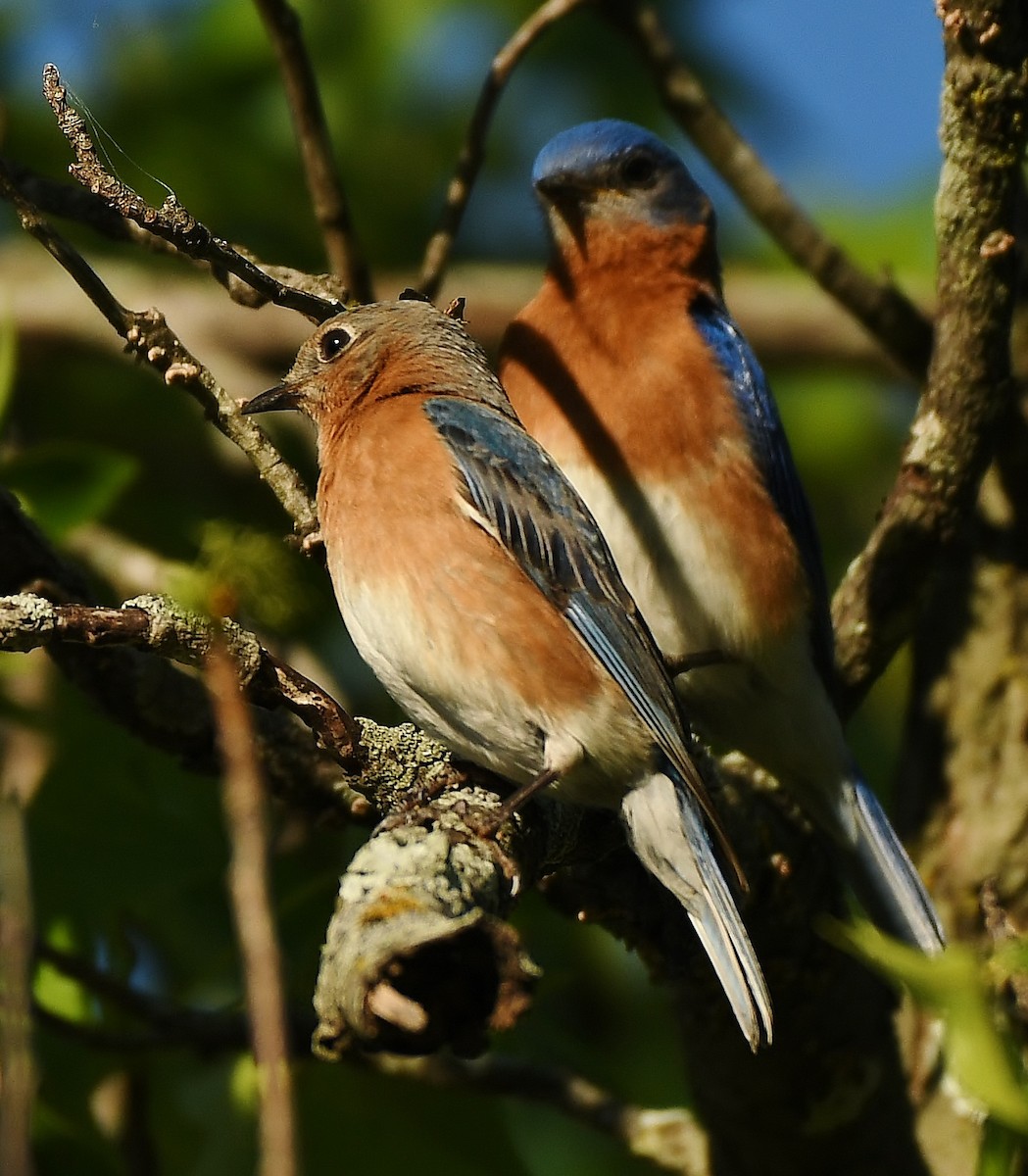 Eastern Bluebird - ML617186994