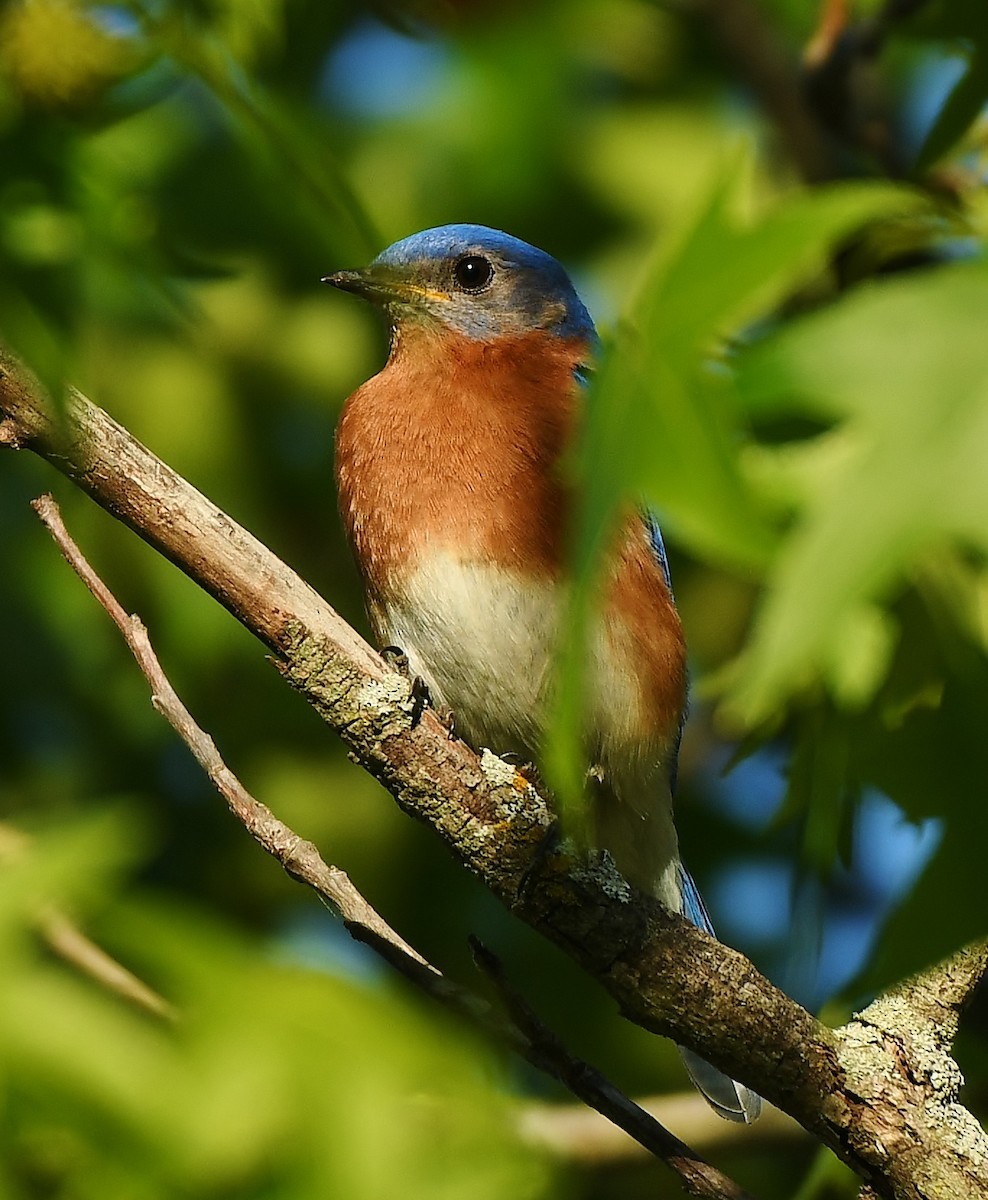 Eastern Bluebird - ML617186995