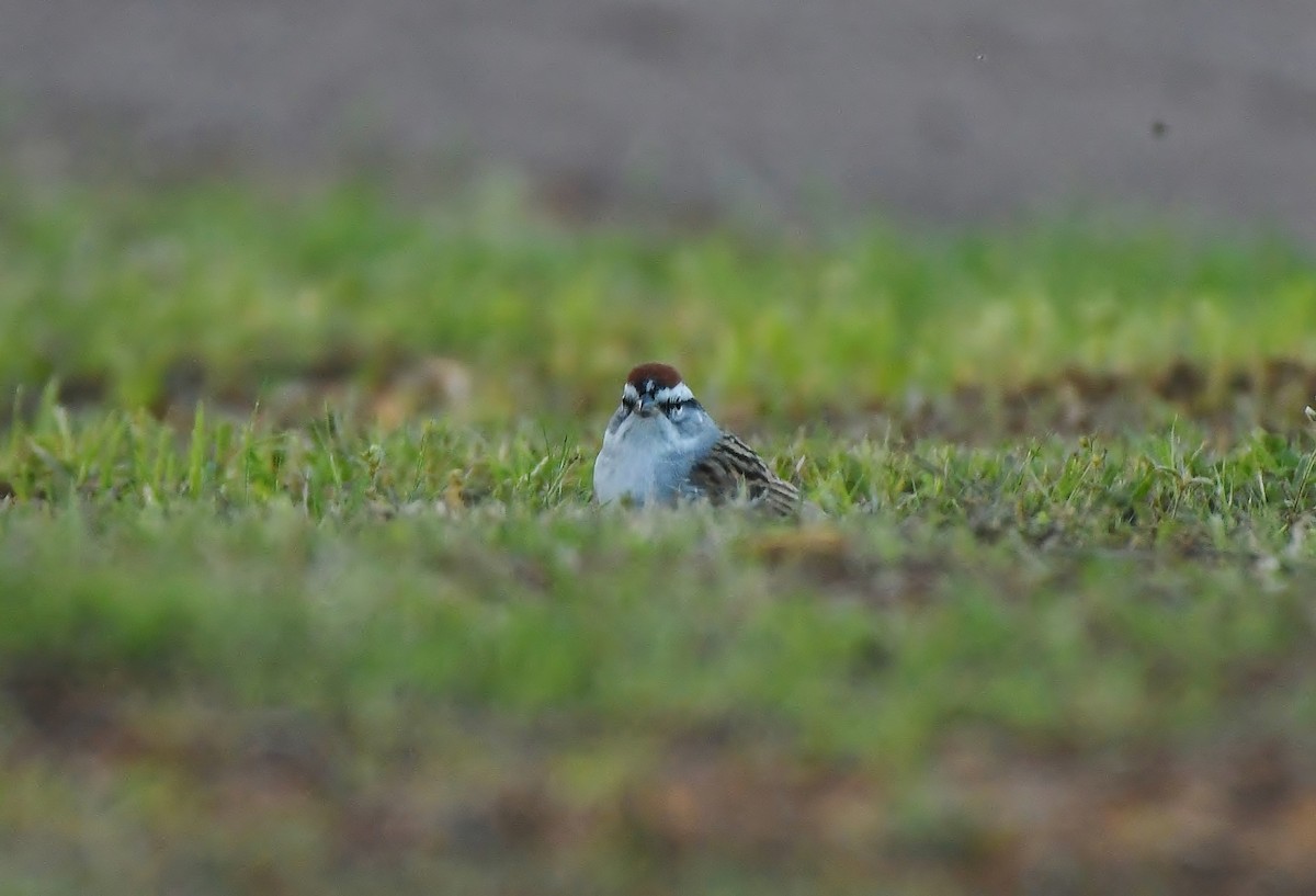 Chipping Sparrow - ML617187001