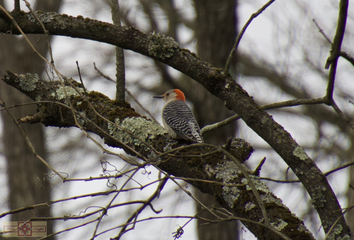 Red-bellied Woodpecker - ML617187005