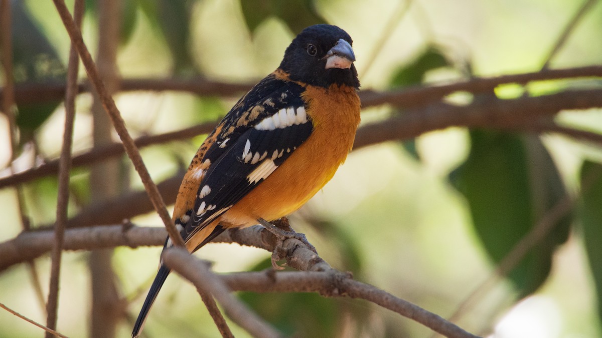 Cardinal à tête noire - ML617187023