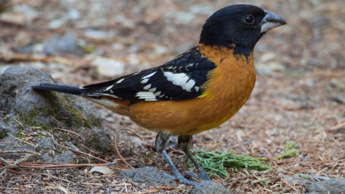 Black-headed Grosbeak - ML617187026