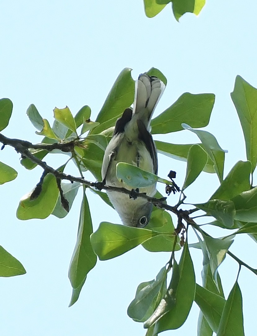 Blue-gray Gnatcatcher - ML617187066