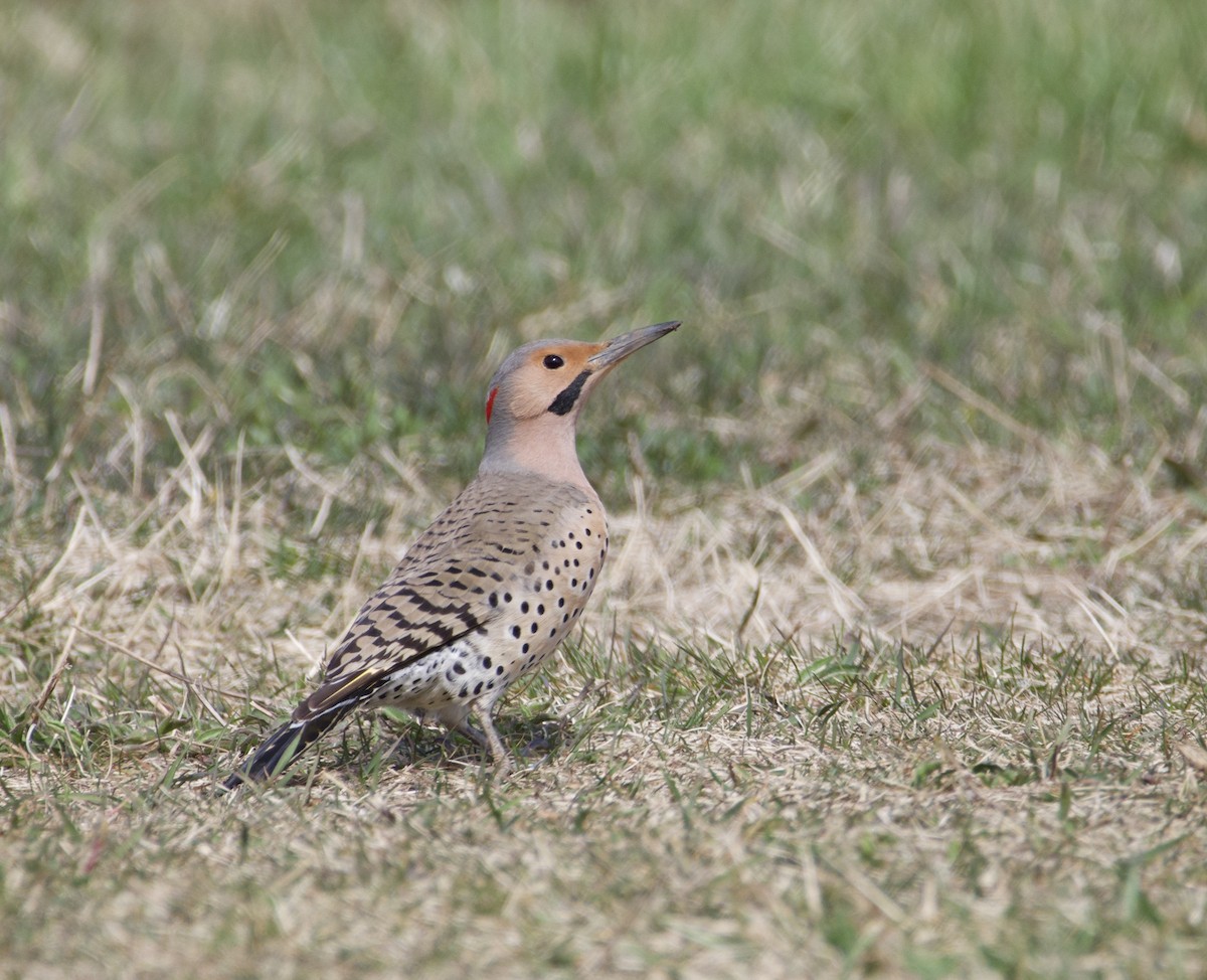 Northern Flicker - ML617187069