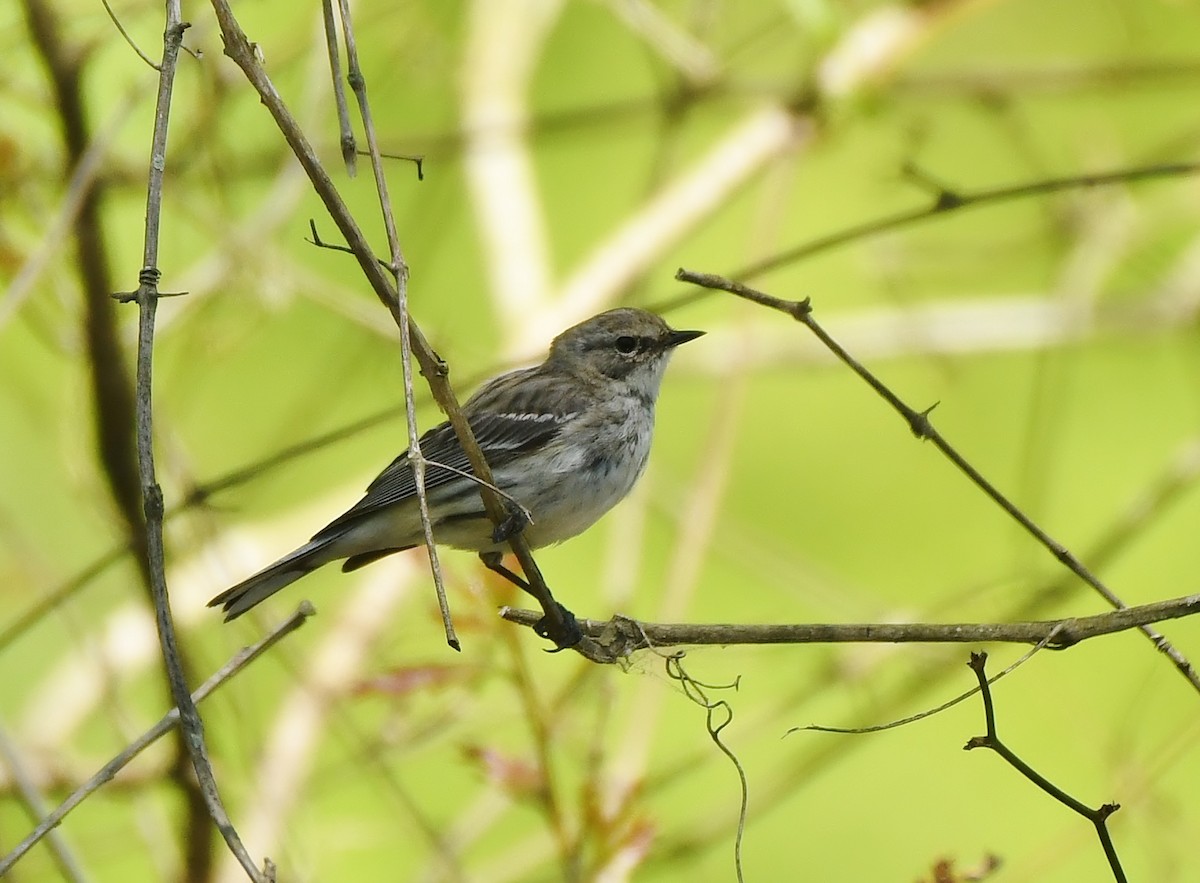 Yellow-rumped Warbler - ML617187074