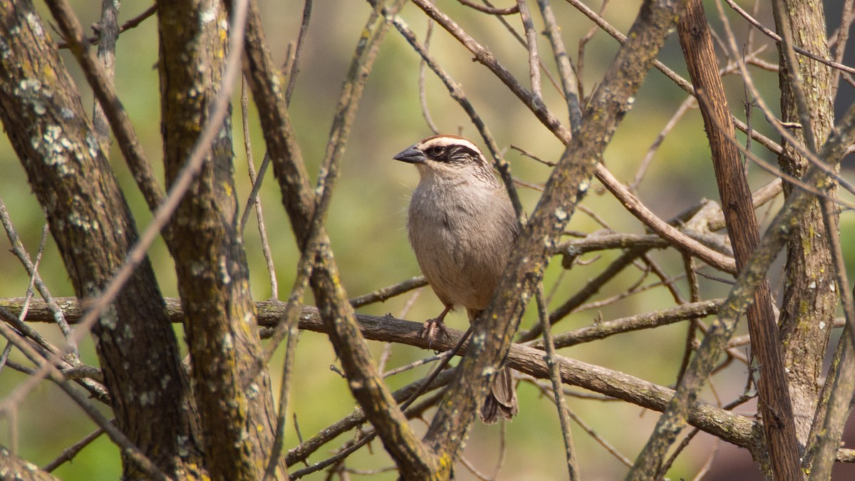 Striped Sparrow - ML617187076