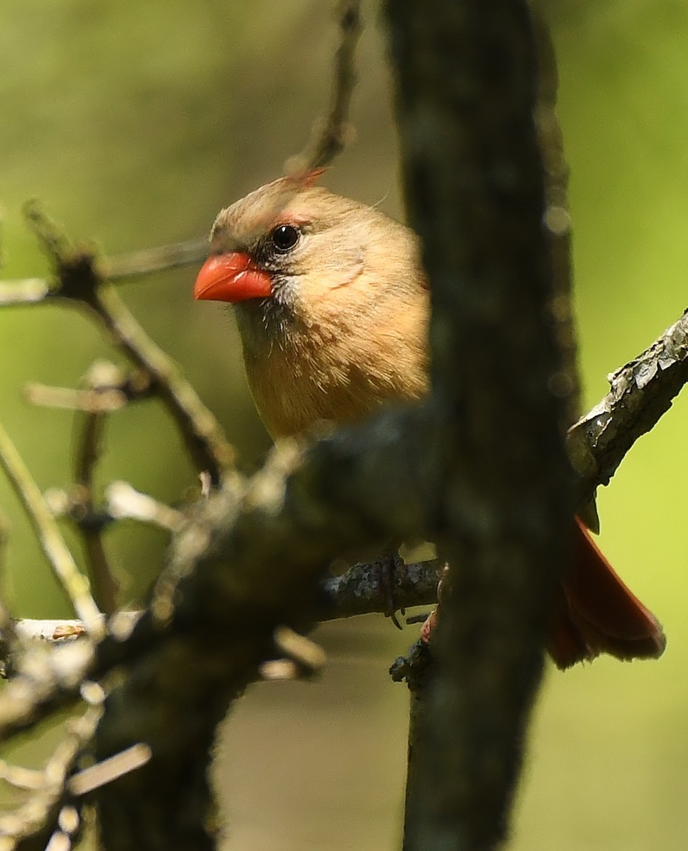 Northern Cardinal - ML617187079